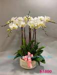 Orchid Phalaenopsis Gift Set - CODE 1141